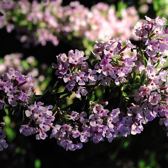 Buddleja x alternifolia 'Unique'