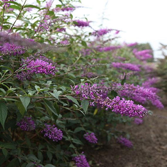 Buddleja 'Argus Velvet'