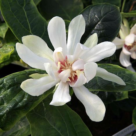 Calycanthus 'Venus'