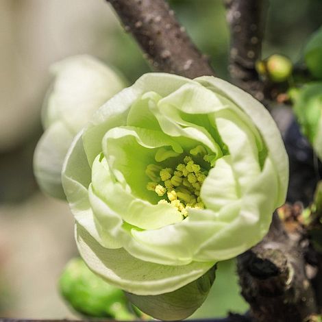 Chaenomeles Speciosa Yukigoten