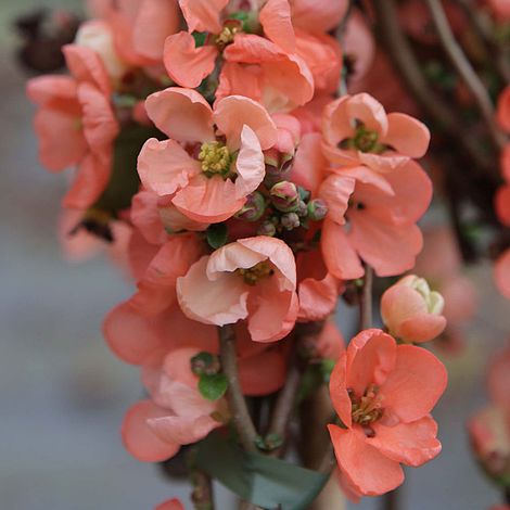 Chaenomeles x superba 'Salmon Horizon'