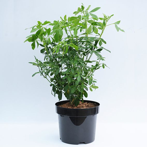Choisya ternata Plant