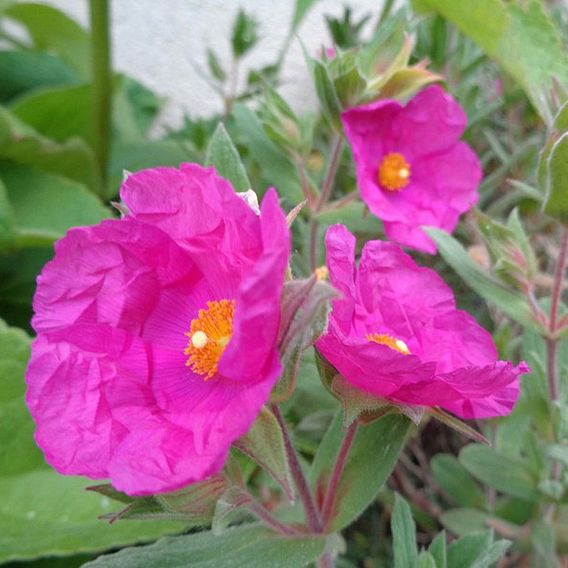 Cistus x pulverulentus 'Sunset'