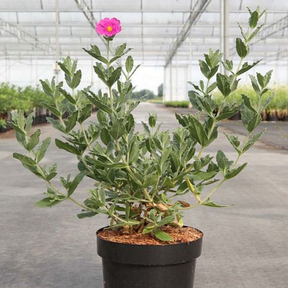 Cistus x pulverulentus 'Sunset'