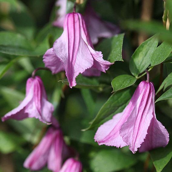 Clematis 'Alionushka'