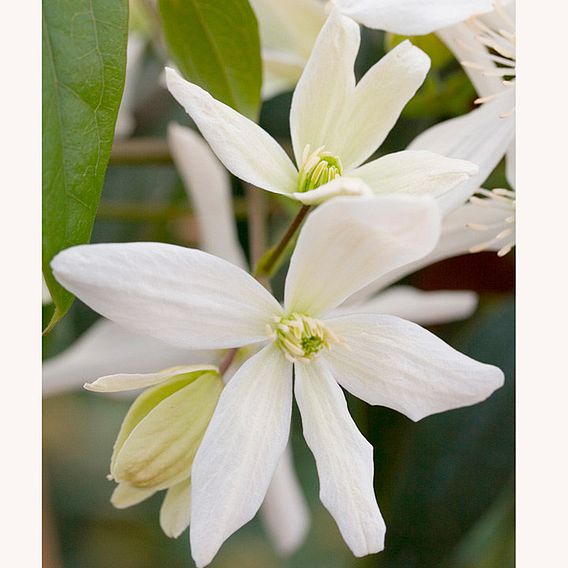 Clematis armandii