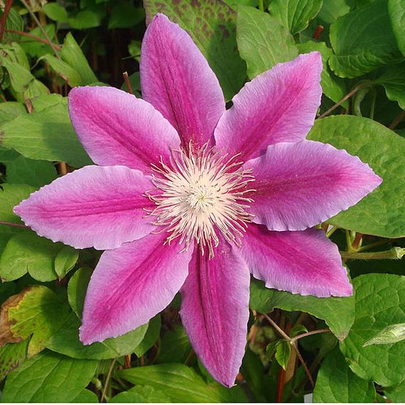 Clematis 'Dr Ruppel'