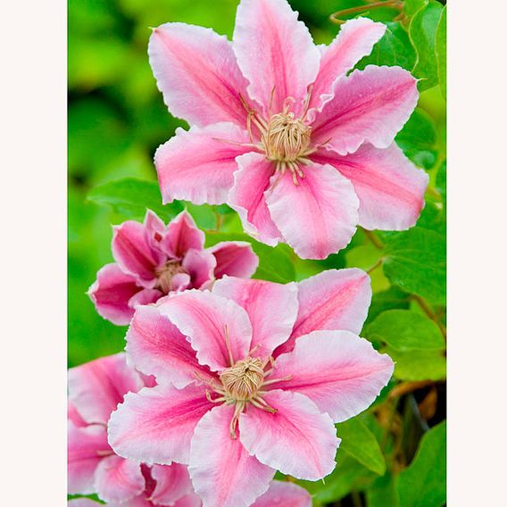 Clematis Plant - Dr Ruppel