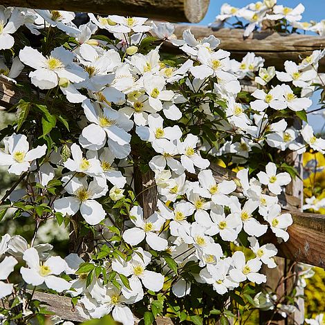 Clematis montana 'Grandiflora'