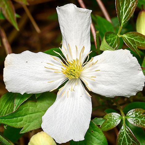 Clematis montana 'Grandiflora'