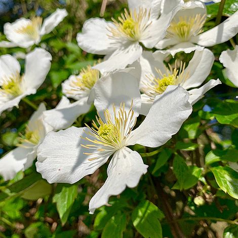 Clematis montana 'Grandiflora'