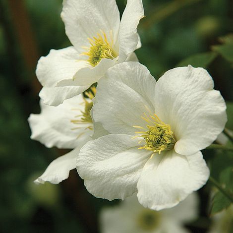 Clematis montana 'Grandiflora'