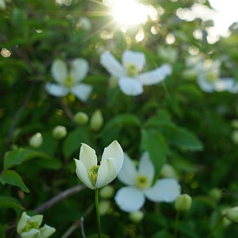 Clematis montana 'Grandiflora'