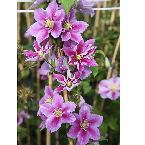 Clematis 'Piilu'