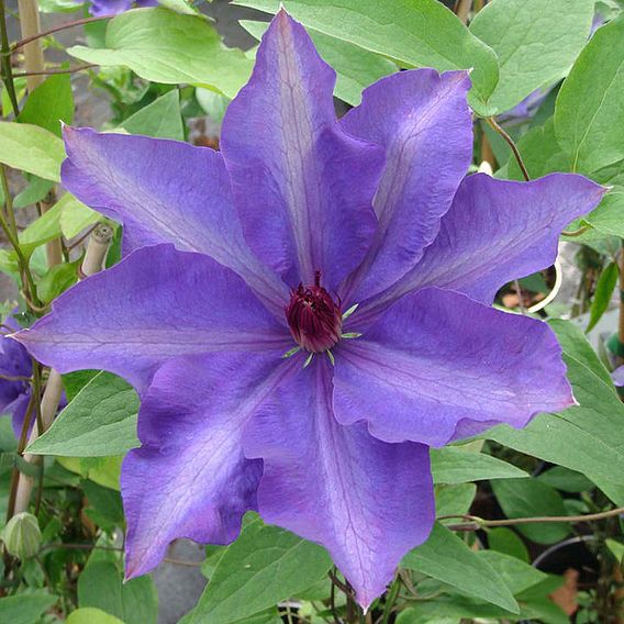 Clematis 'The President'