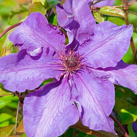 Clematis 'The President'