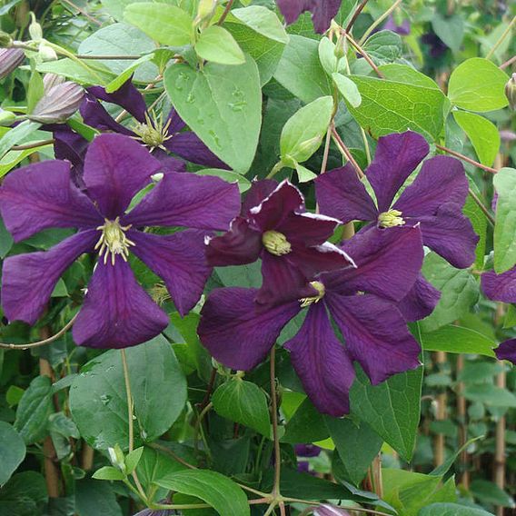 Clematis 'Étoile Violette'