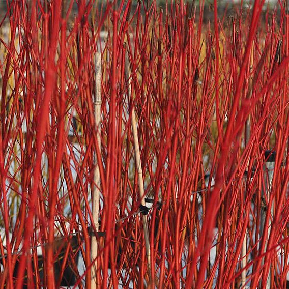 Cornus alba 'Sibirica' (Hedging)