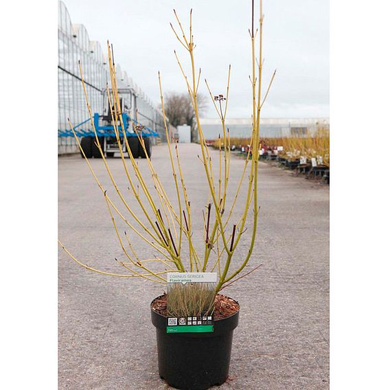 Cornus sericea 'Flaviramea' (Hedging)