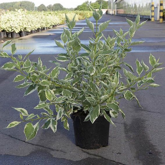 Cornus sericea 'White Gold'