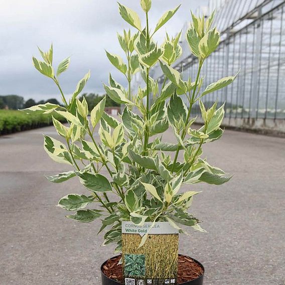 Cornus sericea 'White Gold'