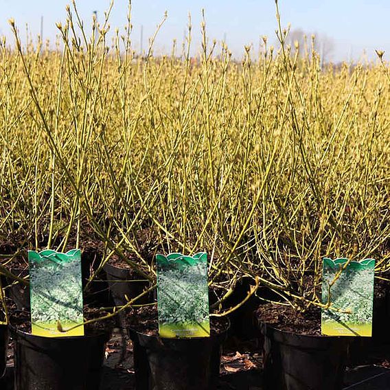 Cornus sericea 'White Gold'