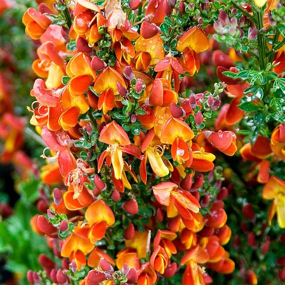 Cytisus 'Lena'