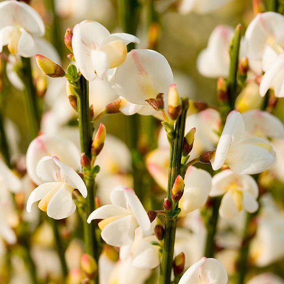 Cytisus x praecox 'Albus'