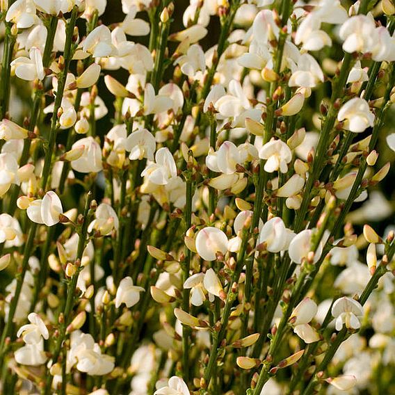 Cytisus x praecox 'Albus'