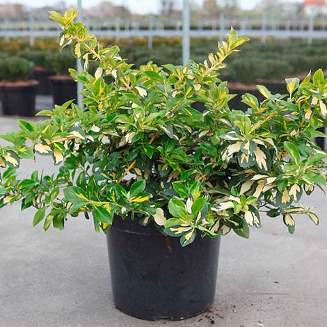 Euonymus fortunei 'Blondy'