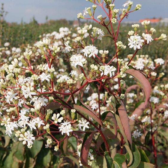 Heptacodium Miconioides