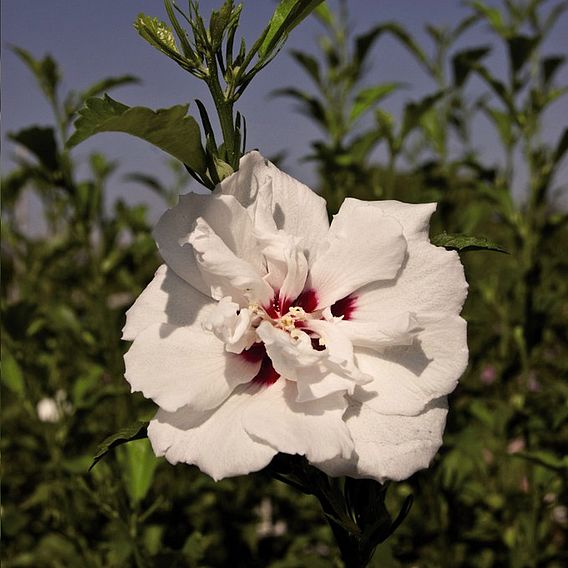 Hibiscus syriacus 'Lady Stanley'