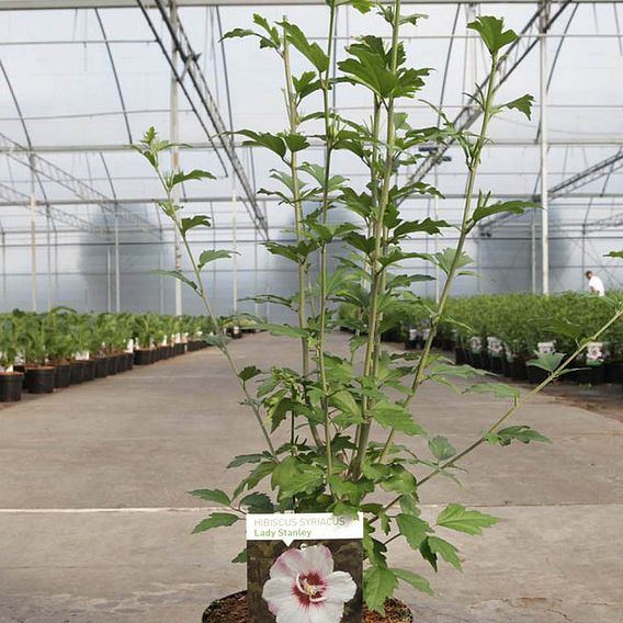 Hibiscus syriacus 'Lady Stanley'