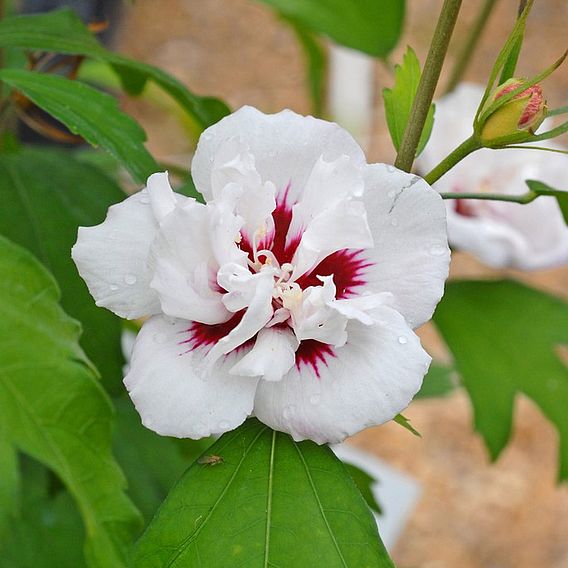 Hibiscus syriacus 'Lady Stanley'