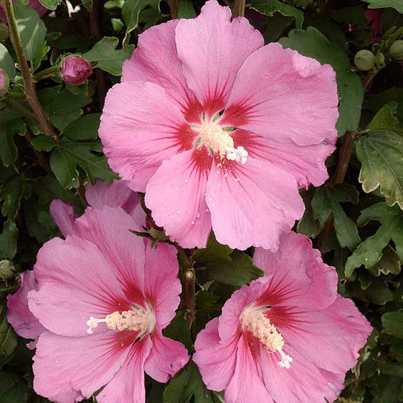 Hibiscus syriacus 'Pink Giant'