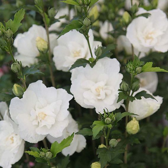 Hibiscus syriacus 'White Chiffon'