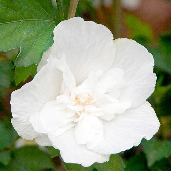 Hibiscus syriacus 'White Chiffon'