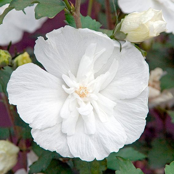 Hibiscus syriacus 'White Chiffon'