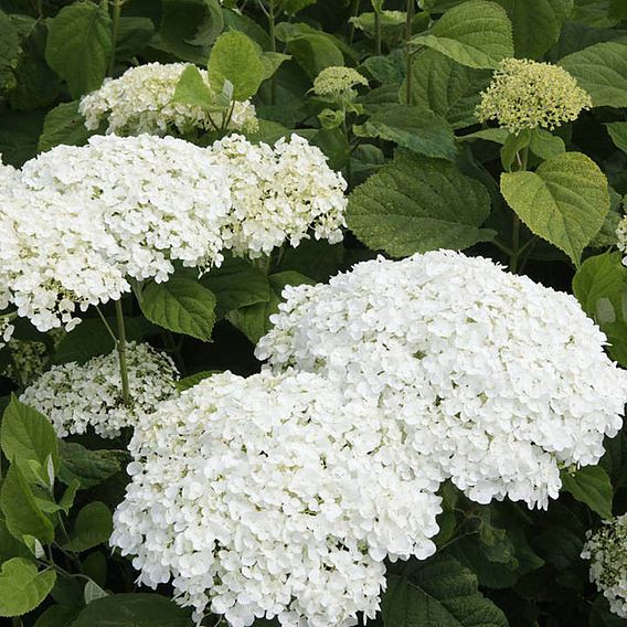 Hydrangea arborescens 'Annabelle'