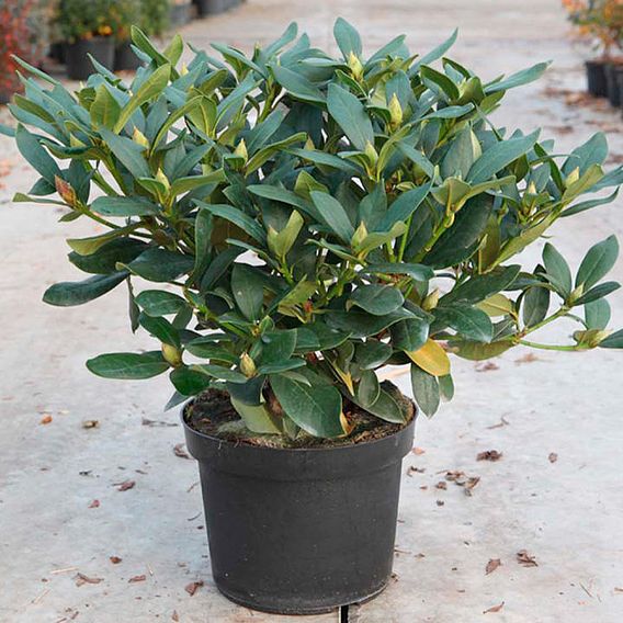 Rhododendron 'Cunningham's White'