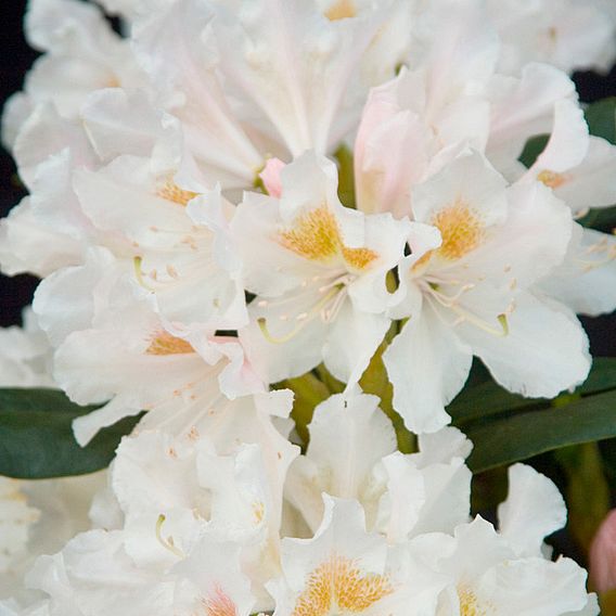 Rhododendron 'Cunningham's White'