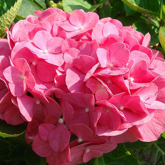 Hydrangea macrophylla 'King George V'