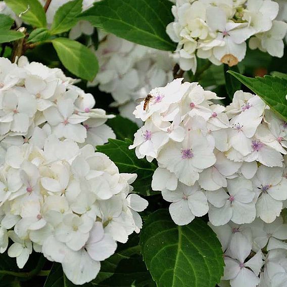 Hydrangea macrophylla 'Mme E. Mouillere'