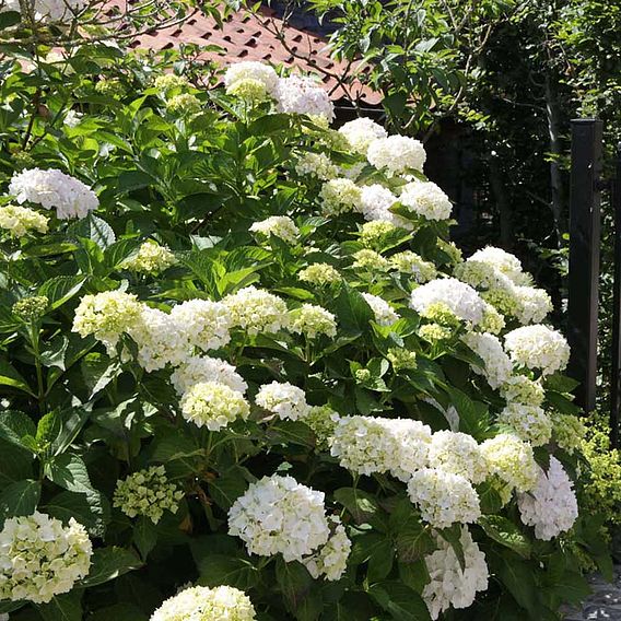 Hydrangea macrophylla 'Soeur Therese'