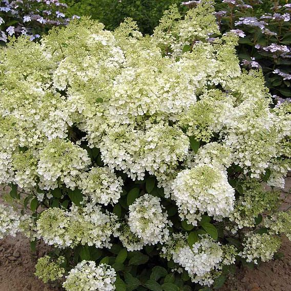 Hydrangea paniculata 'Bobo'