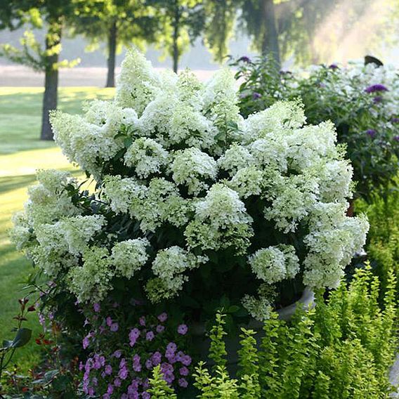 Hydrangea paniculata 'Bobo'