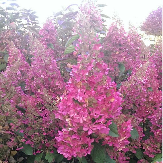 Hydrangea paniculata 'Candlelight'