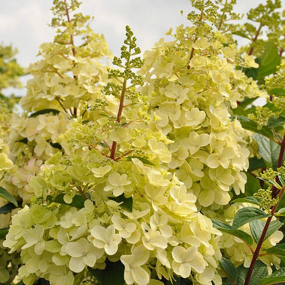 Hydrangea paniculata 'Candlelight'