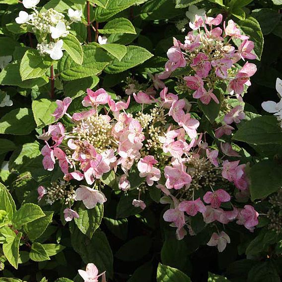 Hydrangea paniculata 'Dart's Little Dot'