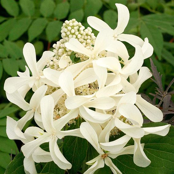 Hydrangea paniculata 'Great Star'